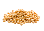 Soya Bean